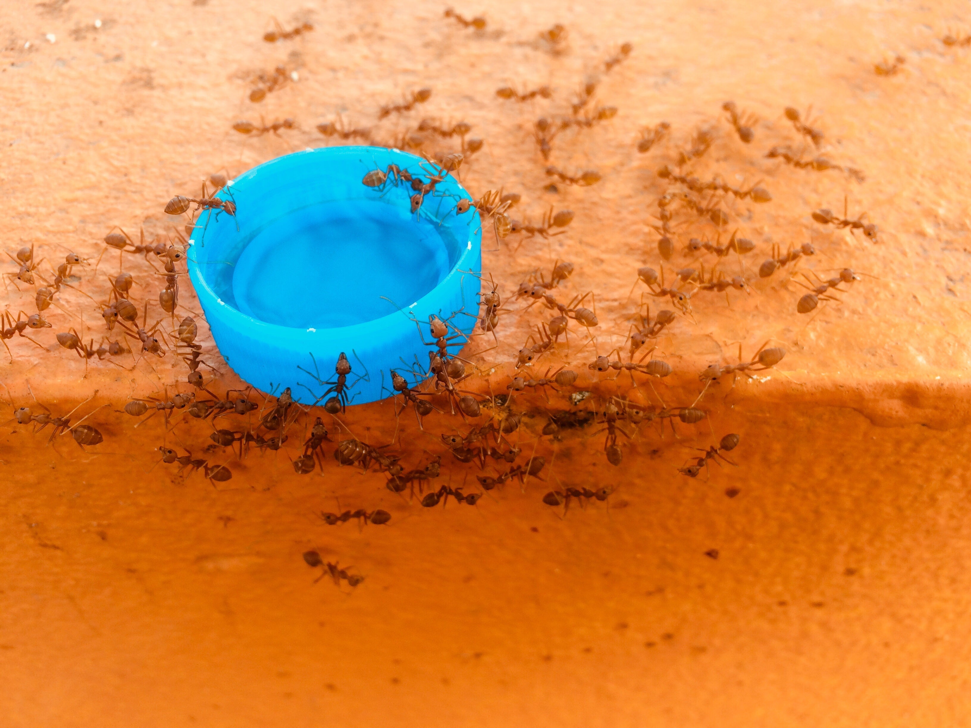 How to Keep Ants Out of a Pet Food Bowl? A Complete Beginners Guide!