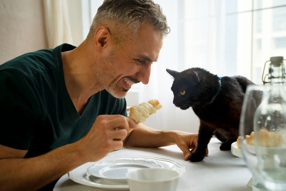 How to Pet a Cat the Right Way | 7 Simple Do’s and Don’ts